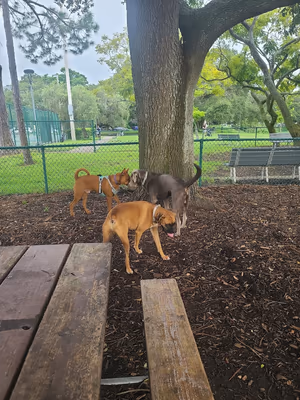 Dog Park at Crescent Lake Park photo 1